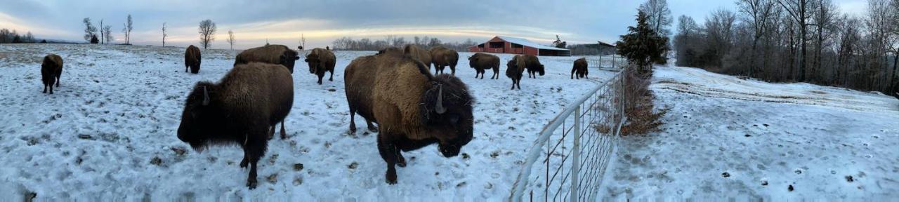 Amish Made Cedar Cabin With A Loft On A Buffalo Farm Close To The Buffalo River Marshall Exterior photo